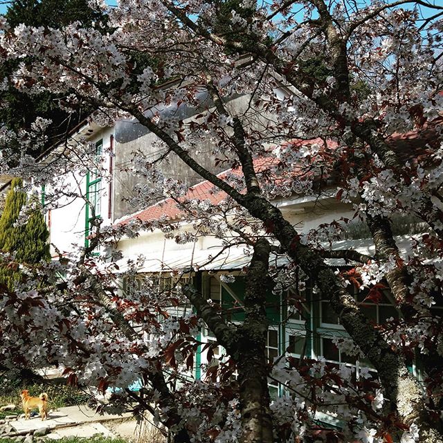 ブライアン桜からのカフェ風舎#カフェ&アートスペース風舎 #桜#spring