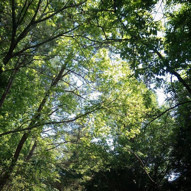 天気が良いので森の中を散歩#森歩き #散歩道 #森林浴#phytoncide #wandeln #山歩き
