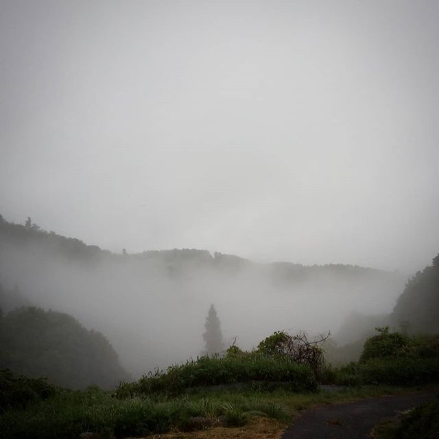 おはようございます一日おきの晴れと雨#morningview #fog