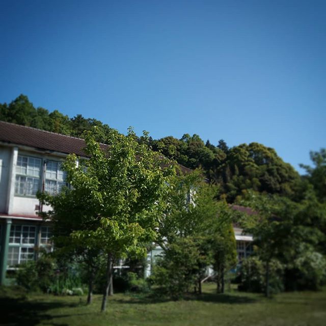 今まではそれほど邪魔でなかったのに、今年は庭の木たちが今までになく立派で元気なので建物が見にくくなってる#五月晴れ #どこまでも青空 #気持ちの良い日#sunny #bluesky #gardening #mountain #closedschool #cyclingroad